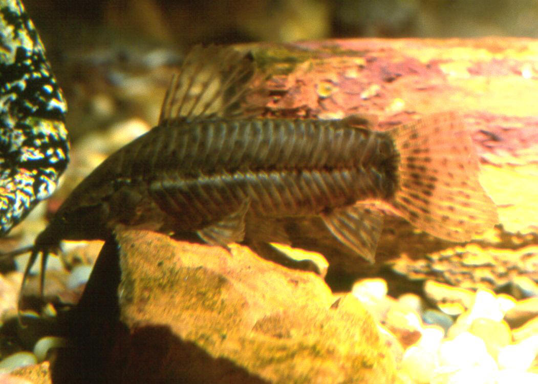 Callichthys callichthys